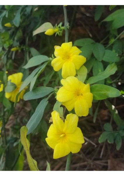 Videolu Sarı Yasemin Çiçeği Fıdanı (60 70 Cm)1 Adet Saksılı Dış Mekan Bitkisi Jasminum Mesnyi