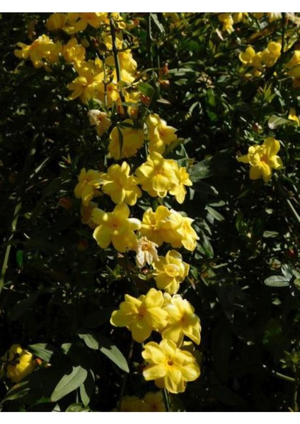 Videolu Sarı Yasemin Çiçeği Fıdanı (60 70 Cm)1 Adet Saksılı Dış Mekan Bitkisi Jasminum Mesnyi