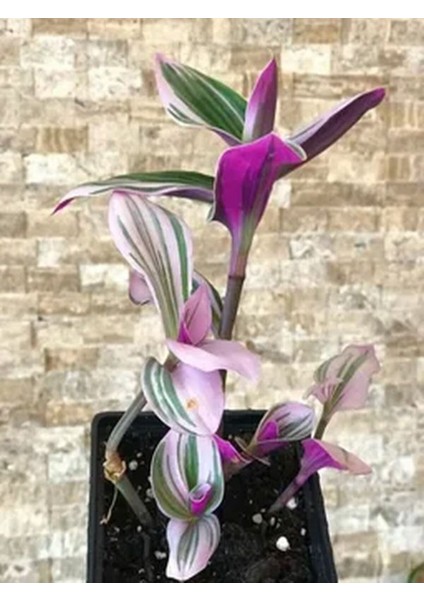 Videolu 1 Adet Bordo Telgraf Çiçeği 5-15 cm Saksılı Çiçekli Bodur Bitkiler Sensitive Plant modelleri