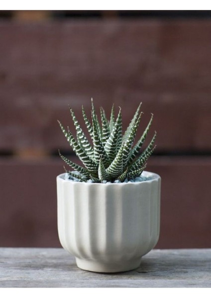 Haworthia Zebrina (Yılanderisi) Sukulent Bitki