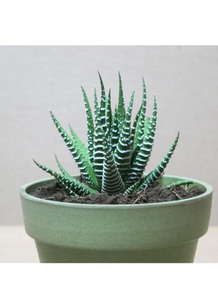 Haworthia Zebrina (Yılanderisi) Sukulent Bitki