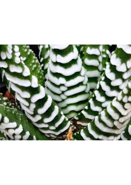Haworthia Zebrina (Yılanderisi) Sukulent Bitki