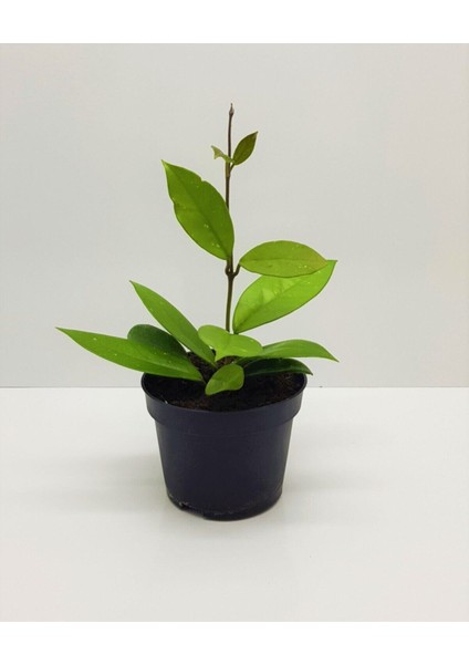 Mum Çiçeği Pembe(Fuşya)(Hoya Carnosa) Kokulu 1.kalite 9 cm Saksıda