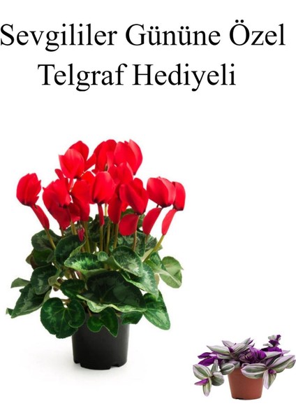 Kadınlar Gününe Özel Kırmızı Renk Sıklamen Çiçeği Telgraf Hediyeli