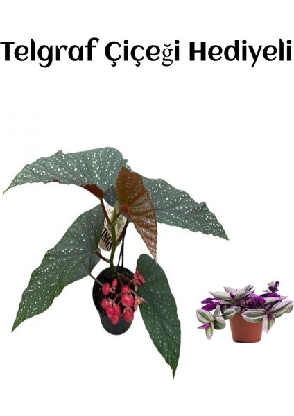 Hediyelik Çiçekli Çilli Begonya Çiçeği Kadınlar Gününe Özel Telgraf Hediyeli