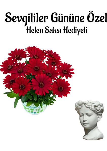 Kadınlar Gününe Özel Kırmızı Renk Bodrum Papaptyası Helen Saksı Hediyeli