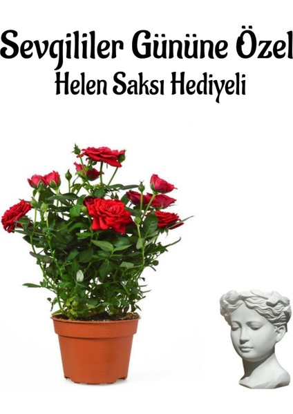 Kadınlar Gününe Özel Kırmızı Renk Bodur Gül Fidanı Helen Saksı Hediyeli