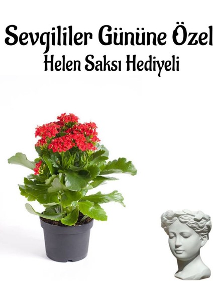 Kadınlar Gününe Özel Kırmızı Renk Kalanşo Çiçeği Helen Saksı Hediyeli