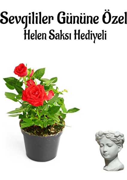 Kadınlar Gününe Özel Hediyelik Kırmızı Renk Gül Fidanı Helen Saksı Hediyeli