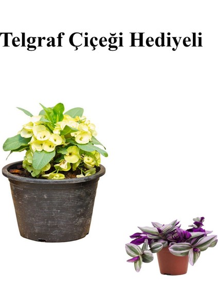 Sarı Çiçekli Milli Dikenler Tacı Kaktüs Kadınlar Gününe Özel Telgraf Hediyeli