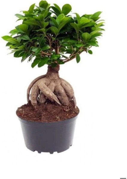 Hediyelik Bonsai Bitkisi Kadınlar Gününe Özel Sarı Milii Kaktüs Hediyeli