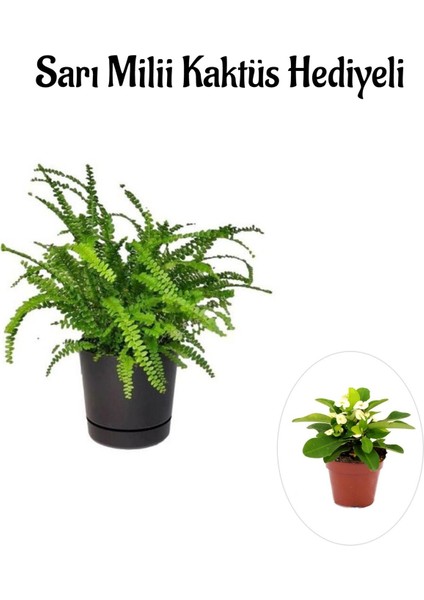 Hediyelik Aşk Merdiveni Çiçeği Kadınlar Gününe Özel Sarı Milli Kaktüs Hediyeli