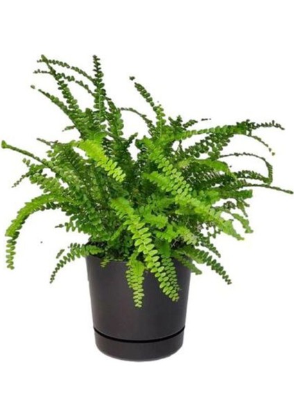 Hediyelik Aşk Merdiveni Çiçeği Kadınlar Gününe Özel Sarı Milli Kaktüs Hediyeli fiyatları