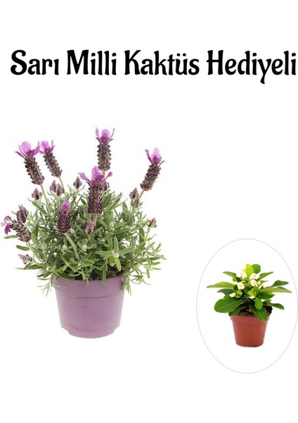 Mis Kokulu Mor Lavanta Fidanı Kadınlar Gününe Özelsarı Milli Kaktüs Hediyeli