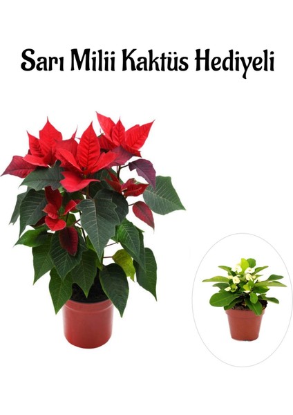 Sevgililer Gününe Özel Ponsetya Atatürk Çiçeği Sarı Milli Kaktüs Hediyeli