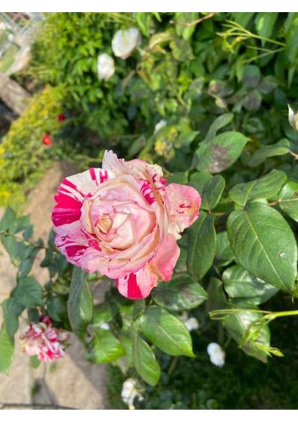 Videolu Sihirbaz Gül (40 60 Cm)1 Adet Saksılı Dış Mekan Bitkisi Rose