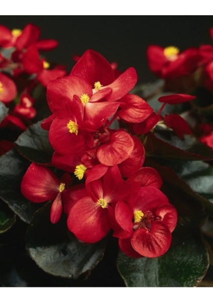 Videolu 1 Adet Kırmızı Begonya Çiçeği 25-35 cm Saksılı Iç Mekan Bitkileri Begonia