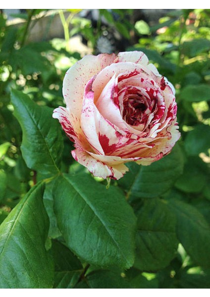 Videolu Sihirbaz Gül (40 60 Cm)1 Adet Saksılı Dış Mekan Bitkisi Rose