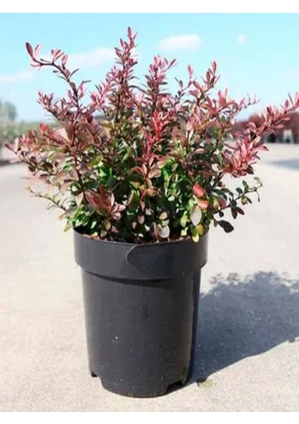 Videolu 1 Adet Berberis Çiti Çiçeği Fidanı 40-60 cm Tüplü Çiçekli Bodur Bitkiler Berberis Vulgaris