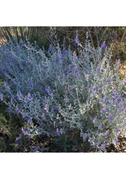 Zeytin Çalısı Fidanı Saksılı 60CM 80CM