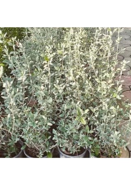 Zeytin Çalısı Fidanı Saksılı 60CM 80CM fiyatları