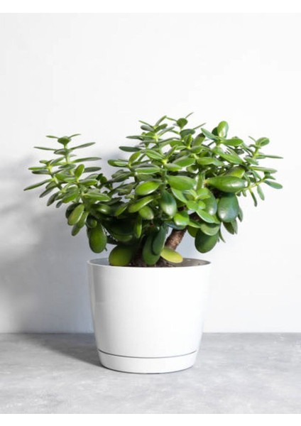 Videolu Para Çiçeği Ağacı (10 40 Cm)1 Adet Saksılı Iç/ Dış Mekan Bitkisi Crassula