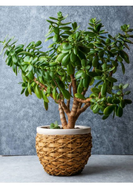 Videolu Para Çiçeği Ağacı (10 40 Cm)1 Adet Saksılı Iç/ Dış Mekan Bitkisi Crassula