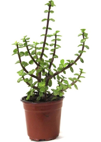 Videolu Para Çiçeği Ağacı (10 40 Cm)1 Adet Saksılı Iç/ Dış Mekan Bitkisi Crassula