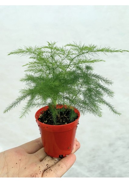 Videolu 1 Adet Mini Tül Kuşkonmazı Çiçeği 5-15 cm Tüplü Çiçekli Bodur Bitkiler Asparagus Setaceus