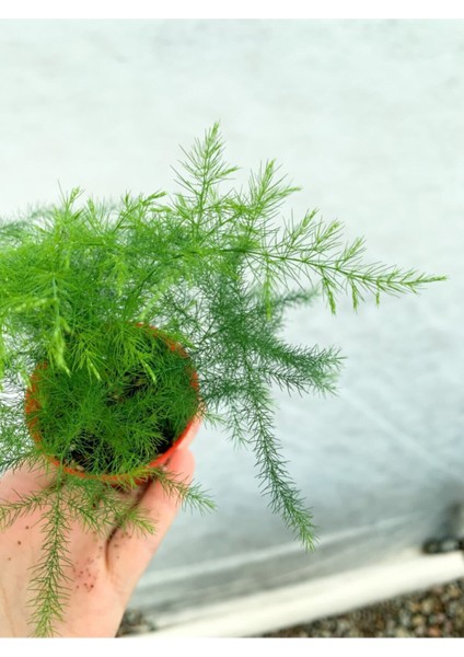 Videolu 1 Adet Mini Tül Kuşkonmazı Çiçeği 5-15 cm Tüplü Çiçekli Bodur Bitkiler Asparagus Setaceus