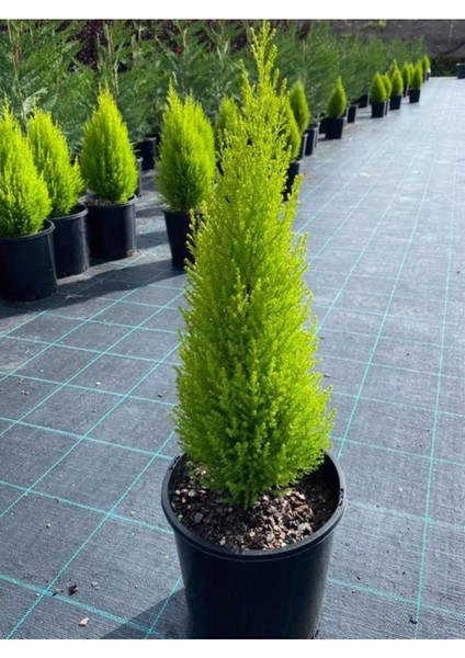 Limon Kokulu Limoni Servi Cupressus Ev Ofis Salon Çamı 30-45 cm