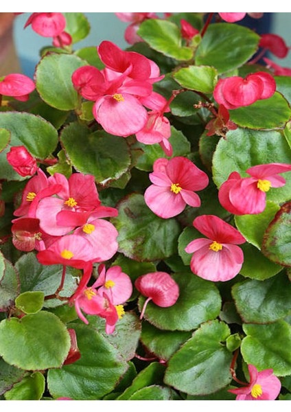 Videolu 1 Adet Kırmızı Begonya Çiçeği 25-35 cm Saksılı Iç Mekan Bitkileri Begonia