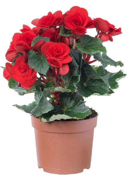 Videolu 1 Adet Kırmızı Begonya Çiçeği 25-35 cm Saksılı Iç Mekan Bitkileri Begonia