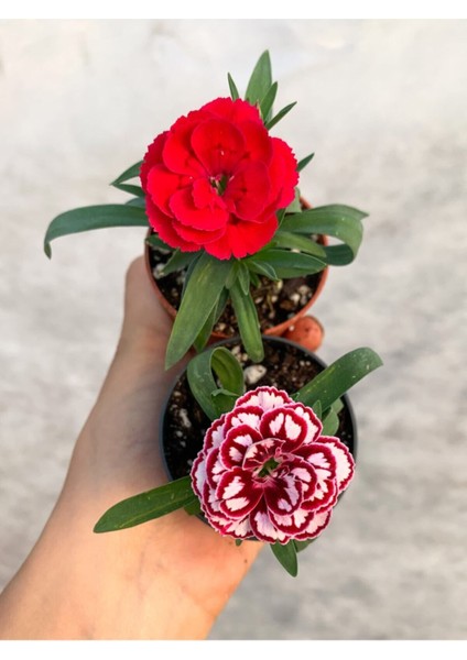 Videolu 2'li Karışık Renk Mini Karanfil Çiçeği 10-15 cm Tüplü Çiçekli Bodur Dianthus Caryophyllus
