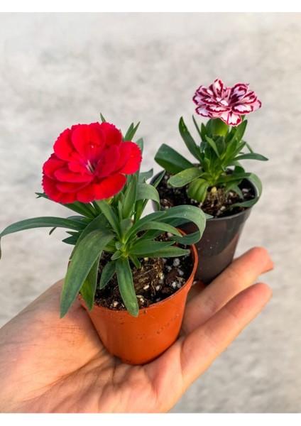 Videolu 2'li Karışık Renk Mini Karanfil Çiçeği 10-15 cm Tüplü Çiçekli Bodur Dianthus Caryophyllus