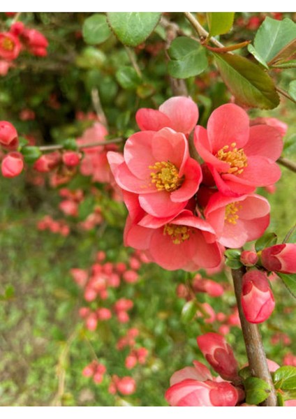 Videolu Yörük Gelini Bahar Dalı (30 70 Cm)1 Adet Tüplü Dış Mekan Ağacı Japanese Quince