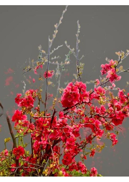 Videolu Yörük Gelini Bahar Dalı (30 70 Cm)1 Adet Tüplü Dış Mekan Ağacı Japanese Quince