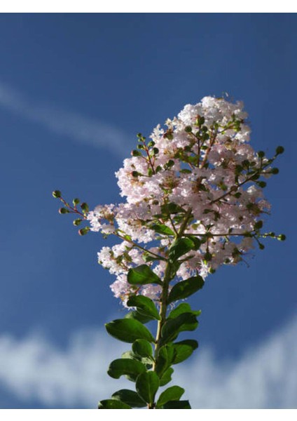 Videolu Beyaz Çiçekli Oya Ağacı Fidanı (60 80 Cm)1 Adet Saksılı Dış Mekan Ağacı Lagerstroemia Indica