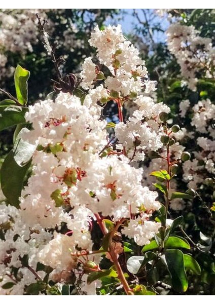 Videolu Beyaz Çiçekli Oya Ağacı Fidanı (60 80 Cm)1 Adet Saksılı Dış Mekan Ağacı Lagerstroemia Indica