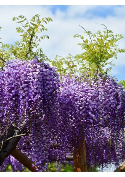 Videolu Mor Salkım Çiçeği Fidanı (60 80CM)1 Adet Saksılı Dış Mekan Bitkisi Salkım Lale Muscari