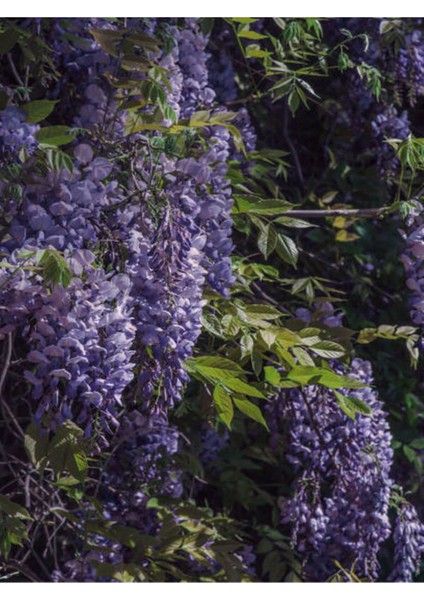 Videolu Mor Salkım Çiçeği Fidanı (60 80CM)1 Adet Saksılı Dış Mekan Bitkisi Salkım Lale Muscari