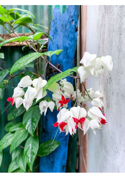 Bitkim Sende Videolu Büyüleyici Beyaz Kızılay Çiçeği Fidanı (30 40 Cm)1 Adet Saksılı Clerodendrum