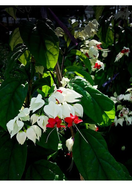 Videolu Büyüleyici Beyaz Kızılay Çiçeği Fidanı (30 40 Cm)1 Adet Saksılı Clerodendrum