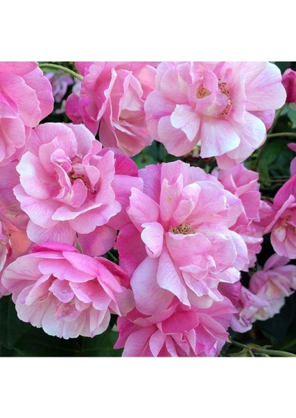 Tüplü Yediveren Pembe Ponpon Gül Fidanı (100-150 cm Bambulu)