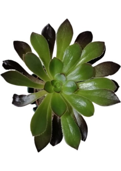 Aeonium Arboreum Var. Atropurpureum Sukulent Bitki