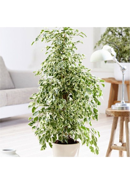 Benjamin Starlight Bitkisi (Alaca Yapraklı) 70-80CM