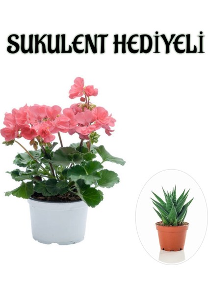 Hediyelik Toz Pembe Sardunya Çiçeği Kadınlar Gününe Özel Sukulent Hediyeli