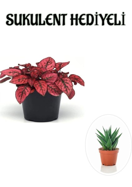 Kırmızı Renk Zarif Yapraklı Hostes Çiçeği Kadınlar Gününe Özel Sukulent Hediyeli