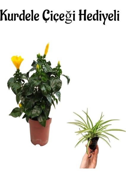 Kadınlar Gününe Özel Sarı Renk Japon Gülü Hibiscus Rosa Kurdele Çiçeği Hediyeli
