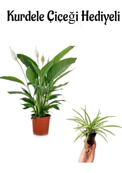 Hediyelik Zarif Beyaz Renk Barış Çiçeği Kadınlar Gününe Özel Kurdele Çiçeği Hediyeli